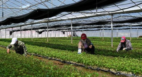 从“万人嫌”到“摇钱树” 构树产业的新风口与温室种植机遇