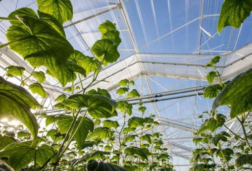 瓦大温室技术研发创新案例 引领农业未来的智能生态