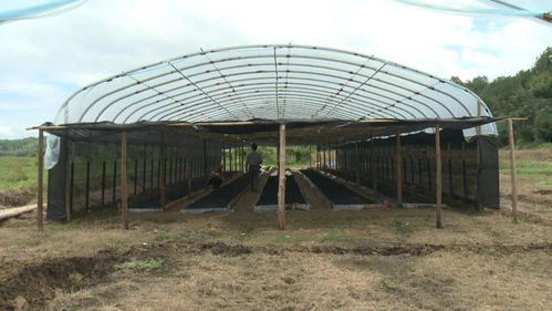 脱毒苗亮相高科技农业活动 温室中的无毒未来