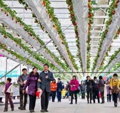 温室观光园 休闲农业发展的新引擎