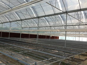 冬季花卉巧保温，芳诚温室护春华——广州芳诚园温室冬季保温管理实践